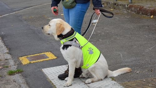 Un chien guide à l'arrêt devant un passage pour piéton