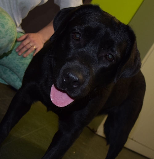 Un élevage de chiens pour notre centre de formation